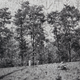 “A forest of trees”